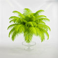Load image into Gallery viewer, Ostrich Feather Tail Plumes 9-12" (Lime Green) - www.BuyOstrichFeathers.com