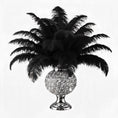 Load image into Gallery viewer, Ostrich Flexible Feathers 11-14" (Black) - www.BuyOstrichFeathers.com