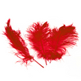 Load image into Gallery viewer, Ostrich Feather Tail Plumes 17-20" (Red) - www.BuyOstrichFeathers.com