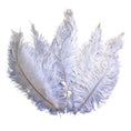 Load image into Gallery viewer, Ostrich Feather Spad Plumes 12-15" (White) - www.BuyOstrichFeathers.com