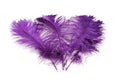 Load image into Gallery viewer, Ostrich Feather Tail Plumes 13-16" (Purple) - www.BuyOstrichFeathers.com