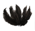 Load image into Gallery viewer, Ostrich Feather Spad Plumes 15-18" (Black) - Buy Ostrich Feathers