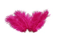 Load image into Gallery viewer, Ostrich Flexible Feathers 13-16" (Fuschia) - Buy Ostrich Feathers