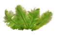 Load image into Gallery viewer, Ostrich Flexible Feathers 13-16" (Lime Green) - Buy Ostrich Feathers