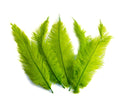 Load image into Gallery viewer, BULK 1/4lb Ostrich Feather Spad Plumes 12-16" (Lime Green) - Buy Ostrich Feathers