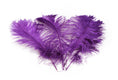 Load image into Gallery viewer, Ostrich Feather Tail Plumes 11-14" (Purple) - Buy Ostrich Feathers