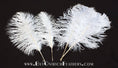 Load image into Gallery viewer, Ostrich Feather Tail Plumes 13-16" (White) - Buy Ostrich Feathers