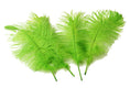 Load image into Gallery viewer, Ostrich Feather Tail Plumes 9-12" (Lime Green) - Buy Ostrich Feathers