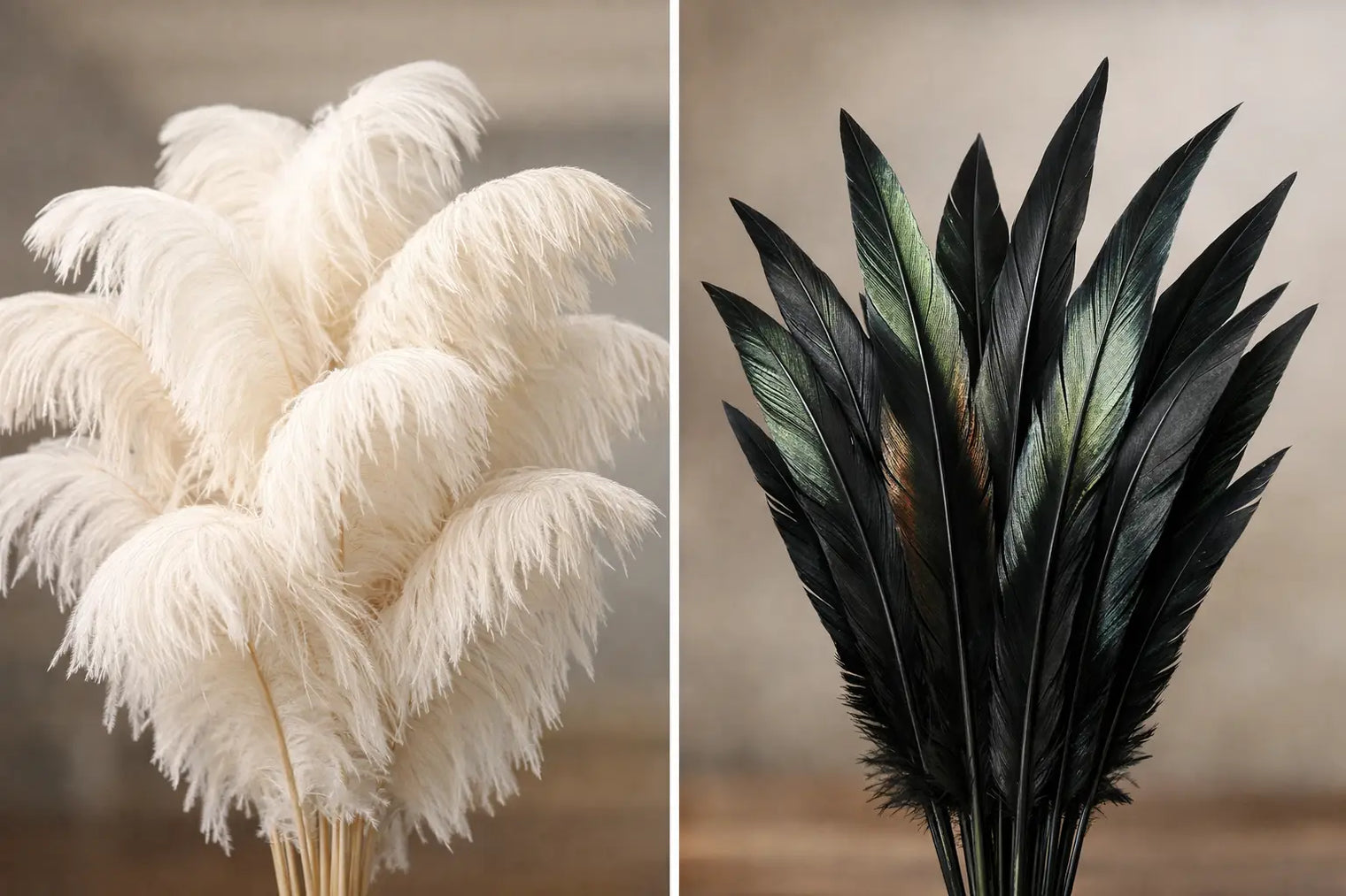 Ostrich Plumes vs Spad Plumes
