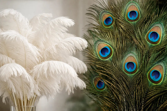 Ostrich Feathers vs Peacock Feathers for Decor