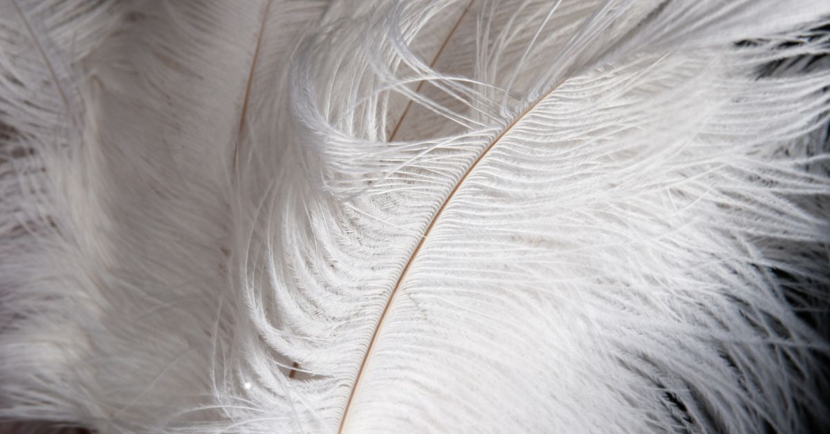 White ostrich feathers