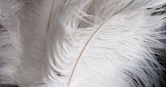 White ostrich feathers