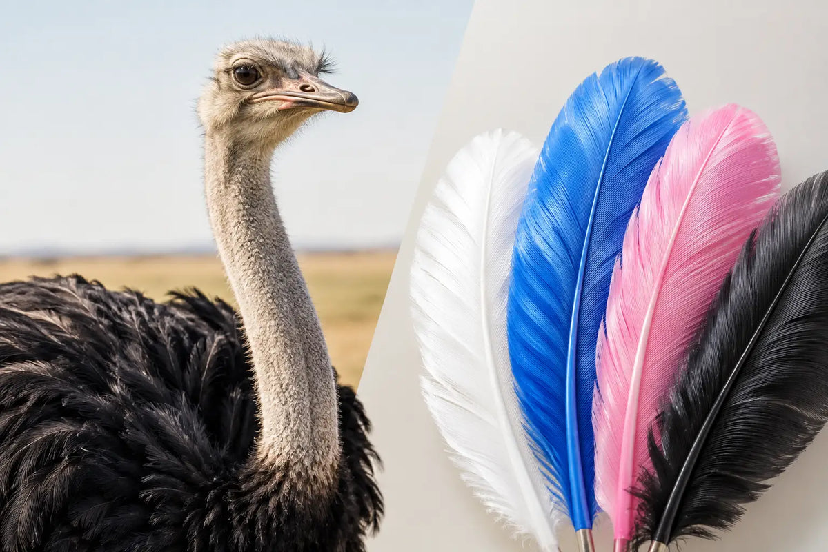 Ostrich Versus Synthetic Feathers Compared
