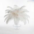 Load image into Gallery viewer, Ostrich Feather Tail Plumes 9-12" (White) - www.BuyOstrichFeathers.com
