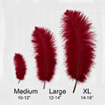 Load image into Gallery viewer, Ostrich Feather Rental 16-20" (Burgundy) - 250pcs - www.BuyOstrichFeathers.com
