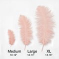 Load image into Gallery viewer, Ostrich Flexible Feathers 11-14" (Baby Pink) - www.BuyOstrichFeathers.com
