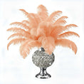 Load image into Gallery viewer, Ostrich Flexible Feathers 11-14" (Apricot) - www.BuyOstrichFeathers.com
