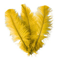 Load image into Gallery viewer, Ostrich Feather Spad Plumes 13-16" (Golden Yellow) - www.BuyOstrichFeathers.com
