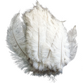Load image into Gallery viewer, Ostrich Feather Spad Plumes 16-20" (White) - www.BuyOstrichFeathers.com
