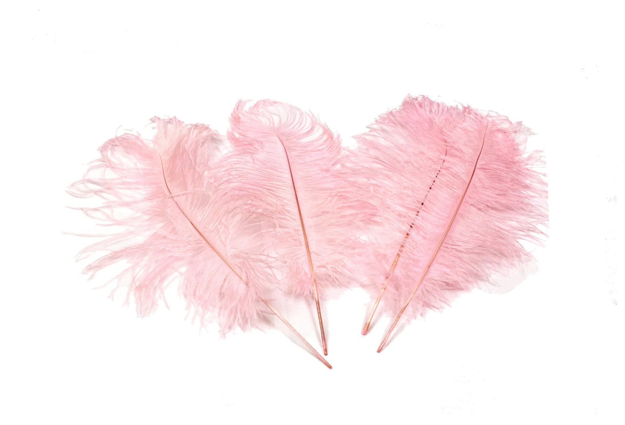Ostrich Feather Tail Plumes 13-16" (Baby Pink) - www.BuyOstrichFeathers.com
