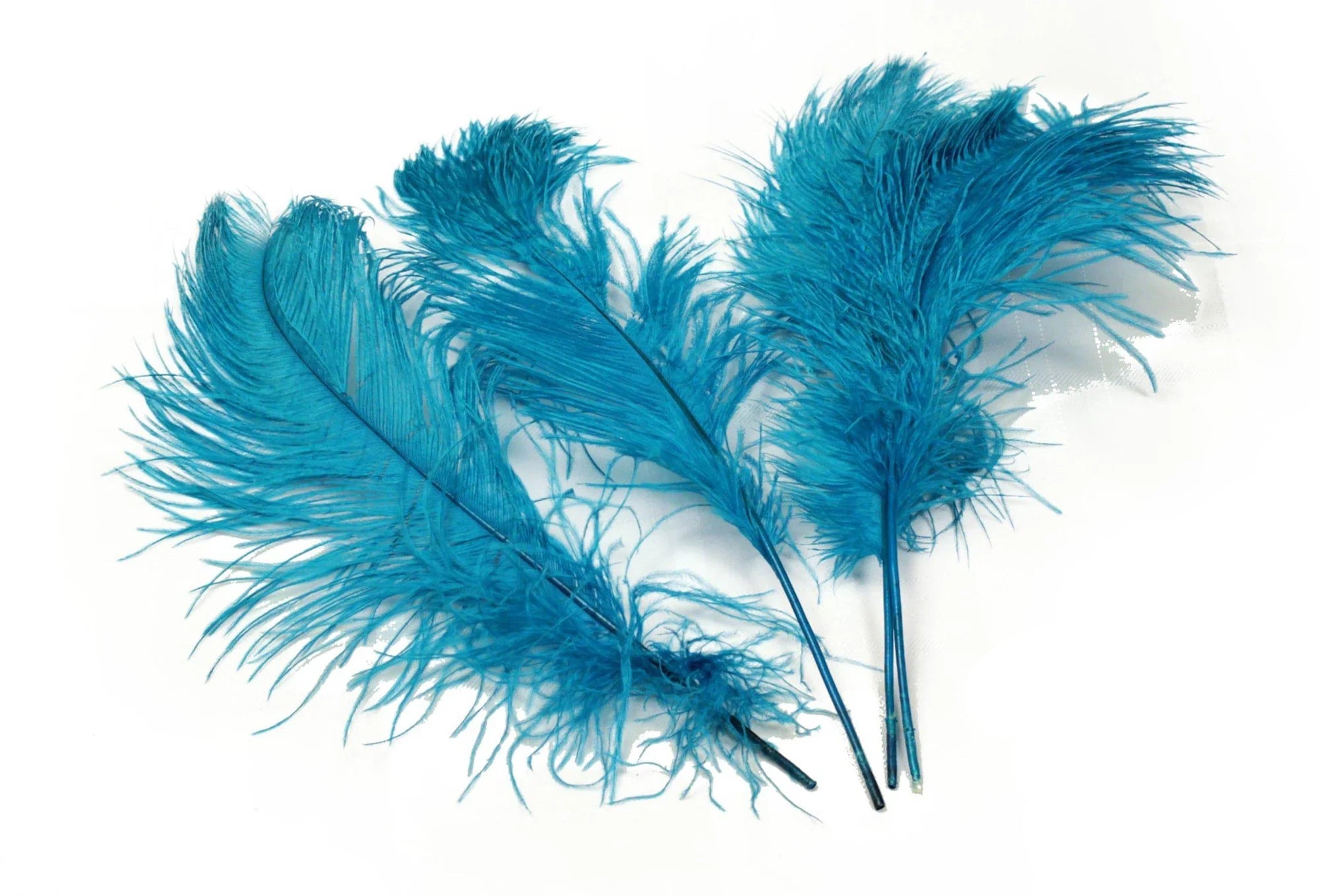 Ostrich Feather Tail Plumes 13-16" (Turquoise) - www.BuyOstrichFeathers.com