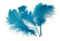 Load image into Gallery viewer, Ostrich Feather Tail Plumes 15-18" (Turquoise) - www.BuyOstrichFeathers.com

