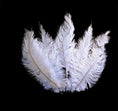 Load image into Gallery viewer, Ostrich Feather Spad Plumes 12-15" (White) - Buy Ostrich Feathers
