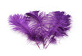 Load image into Gallery viewer, Complete Feather Centerpiece With 16" Vase (Purple) - Buy Ostrich Feathers
