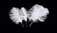 Load image into Gallery viewer, Ostrich Flexible Feathers 9-12" (White) - Buy Ostrich Feathers
