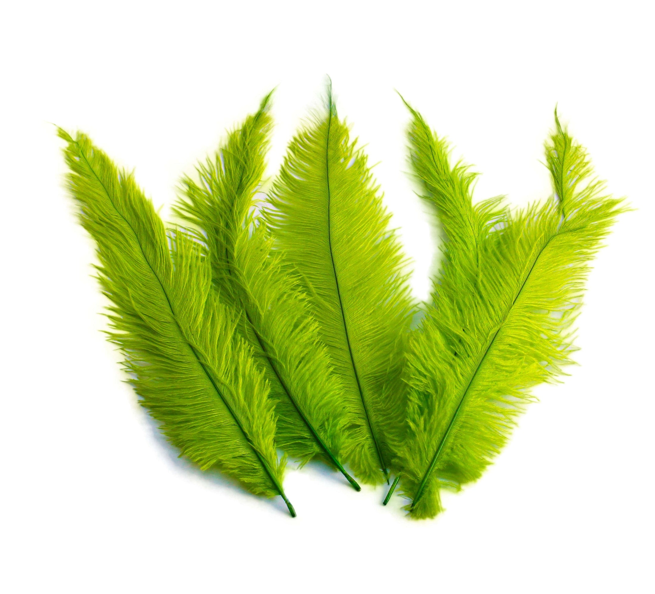 BULK 1/4lb Ostrich Feather Spad Plumes 12-16" (Lime Green) - Buy Ostrich Feathers