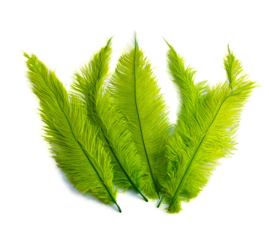 Ostrich Feather Spad Plumes 13-16" (Lime Green) - Buy Ostrich Feathers