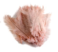 Load image into Gallery viewer, Ostrich Feather Spad Plumes 16-20" (Baby Pink) - Buy Ostrich Feathers
