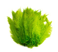 Load image into Gallery viewer, Ostrich Feather Spad Plumes 16-20" (Lime Green) - Buy Ostrich Feathers
