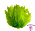 Load image into Gallery viewer, Ostrich Feather Rental 16-20" (Lime Green) - 250pcs - Buy Ostrich Feathers
