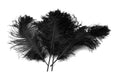 Load image into Gallery viewer, Ostrich Feather Tail Plumes 11-14" (Black) - Buy Ostrich Feathers
