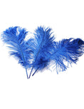 Load image into Gallery viewer, Ostrich Feather Tail Plumes 15-18" (Royal Blue) - Buy Ostrich Feathers
