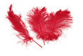 Load image into Gallery viewer, Ostrich Feather Tail Plumes 9-12" (Red) - Buy Ostrich Feathers
